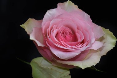 Koyu arkaplanda güzel bir gül, yaz konsepti, yakın görüş  