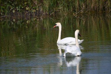 Güzel beyaz kuğular yaz günü göl yüzeyinde yüzerler. 