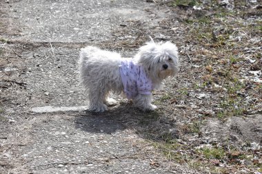 Tatlı köpek yaz günü dışarıda eğleniyor.