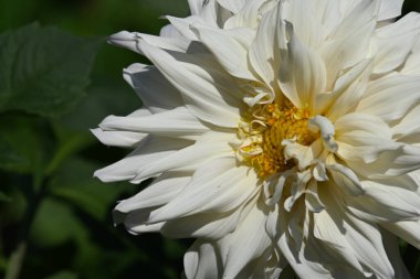 Güneşli yaz gününde bahçede büyüyen güzel bir çiçek. 