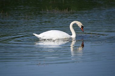 Güzel beyaz kuğu yaz günü göl yüzeyinde yüzüyor. 