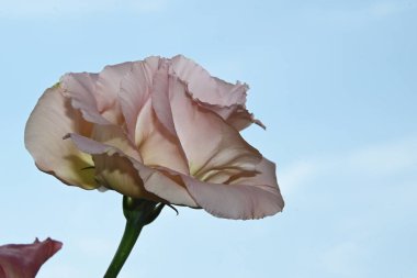 Gökyüzü arka planındaki güzel çiçekleri kapat