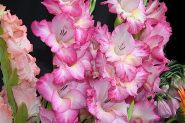 Karanlık arka planda güzel gladyatörler, yaz konsepti, yakın görüş  