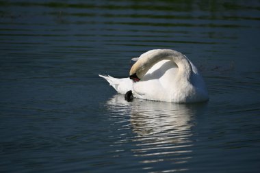 Güzel beyaz kuğu yaz günü göl yüzeyinde yüzüyor. 