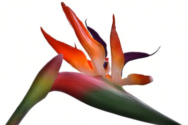 Beyaz arka planda güzel Strelitzia reginae çiçeği, yaz konsepti, yakın görüş  