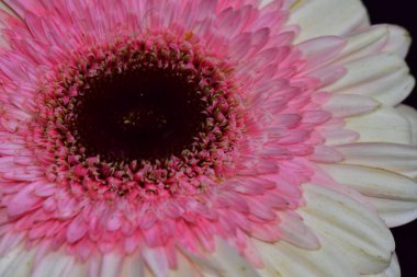 Güzel Gerbera koyu arkaplan, yaz konsepti, yakın görüş  