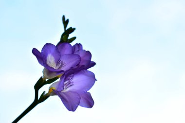 Mavi arka planda güzel çiçekler