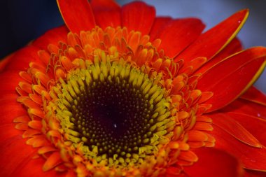 Güzel Gerbera koyu arkaplan, yaz konsepti, yakın görüş  