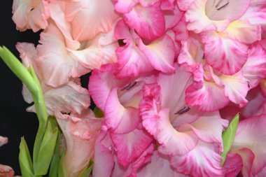 Karanlık arka planda güzel gladyatörler, yaz konsepti, yakın görüş  