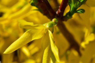 Güneşli bir günde bahçede büyüyen güzel çiçekler. 