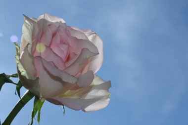 Gökyüzü arka planında güzel bir gül, yaz konsepti, yakın manzara  
