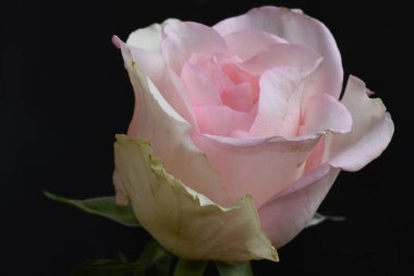 Koyu arkaplanda güzel bir gül, yaz konsepti, yakın görüş  