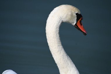 Güzel beyaz kuğu yaz günü göl yüzeyinde yüzüyor. 