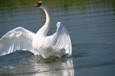 Güzel beyaz kuğu yaz günü göl yüzeyinde yüzüyor. 