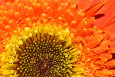 Karanlık arka planda güzel Gerbera çiçeği, yaz konsepti, yakın görüş  