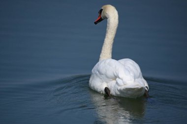 Güzel beyaz kuğu yaz günü göl yüzeyinde yüzüyor. 