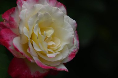 Koyu arkaplanda güzel bir gül çiçeği, yaz konsepti, yakın görüş  