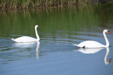 Güzel beyaz kuğular yaz günü göl yüzeyinde yüzerler. 