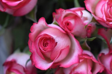 Koyu arkaplanda güzel güller, yaz konsepti, yakın manzara  