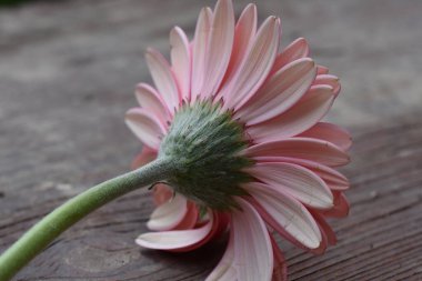 Tahta arka planda güzel Gerbera çiçeği, yaz konsepti, yakın görüş   