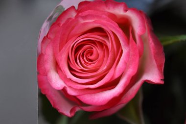 Koyu arkaplanda güzel bir gül, yaz konsepti, yakın görüş  