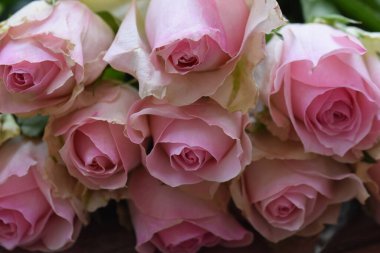 Koyu arkaplanda güzel güller, yaz konsepti, yakın manzara  