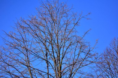Mavi bahar gökyüzünün arka planındaki güzel çıplak ağaçların resimsel manzarası 