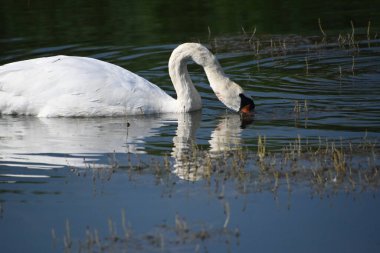 Güzel beyaz kuğu yaz günü göl yüzeyinde yüzüyor. 