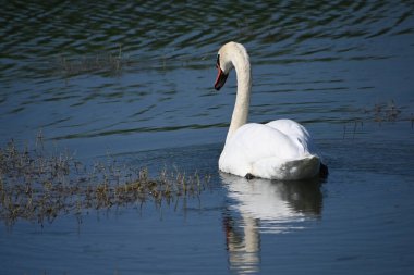 Güzel beyaz kuğu yaz günü göl yüzeyinde yüzüyor. 