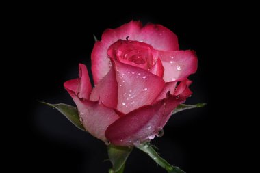 Koyu arkaplanda güzel bir gül, yaz konsepti, yakın görüş  