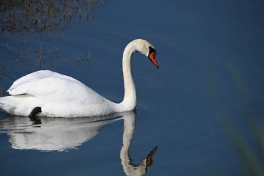 Güzel beyaz kuğu yaz günü göl yüzeyinde yüzüyor. 