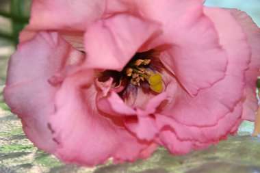 Güneşli yaz gününde bahçede büyüyen güzel bir mutluluk. 