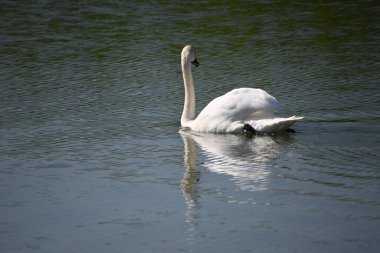 Güzel beyaz kuğu yaz günü göl yüzeyinde yüzüyor. 