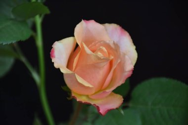 Koyu arkaplanda güzel çiçekler