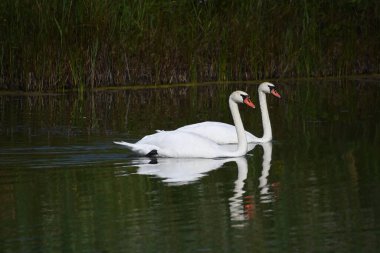 Güzel beyaz kuğular yaz günü göl yüzeyinde yüzerler. 