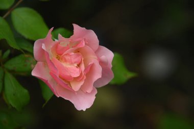 Koyu arkaplanda güzel bir gül çiçeği, yaz konsepti, yakın görüş  