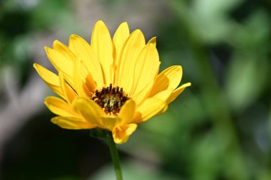 Güneşli yaz gününde bahçede büyüyen güzel bir çiçek. 