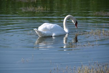 Güzel beyaz kuğu yaz günü göl yüzeyinde yüzüyor. 