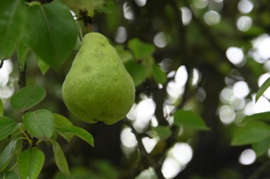 Açık havada yetişen olgun armut ağacı, yaz konsepti, yakın görüş  
