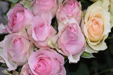 Koyu arkaplanda güzel güller, yaz konsepti, yakın manzara  