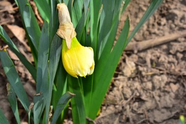 Güneşli yaz gününde bahçede büyüyen güzel bir çiçek. 