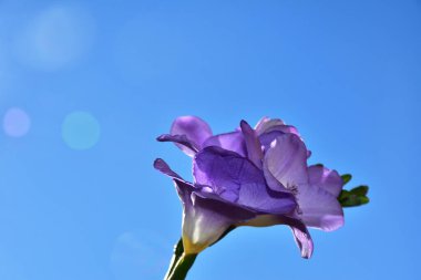 Mavi arka planda güzel çiçekler