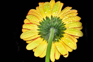 Karanlık arka planda güzel Gerbera çiçeği, yaz konsepti, yakın görüş  