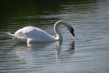 Güzel beyaz kuğu yaz günü göl yüzeyinde yüzüyor. 