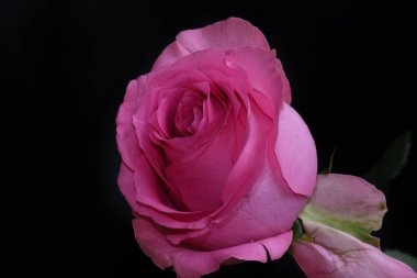 Koyu arkaplanda güzel bir gül, yaz konsepti, yakın görüş  