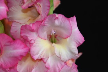 Karanlık arka planda güzel gladyatörler, yaz konsepti, yakın görüş  