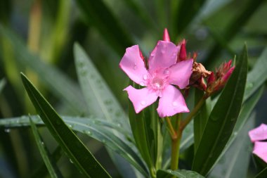 Bahçedeki güzel çiçekleri kapat.