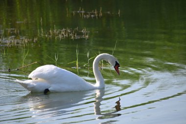 Güzel beyaz kuğu yaz günü göl yüzeyinde yüzüyor. 
