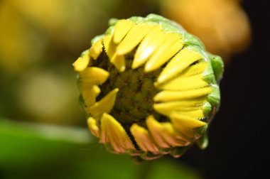 Güneşli yaz gününde bahçede büyüyen güzel bir çiçek. 