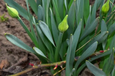 Güneşli yaz gününde bahçede yetişen güzel çiçekler. 